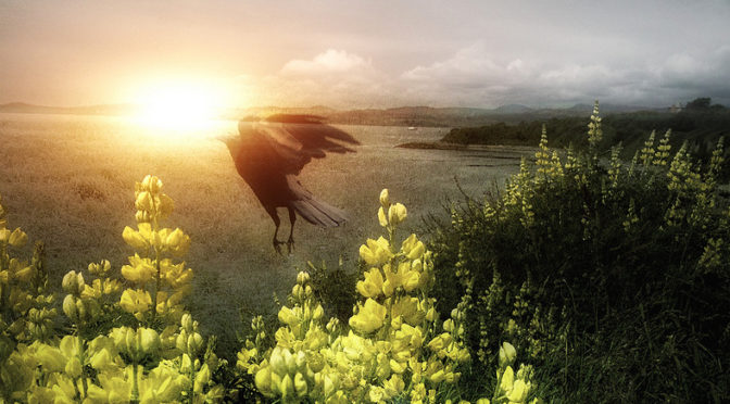 written dreams crow eats sun daydream