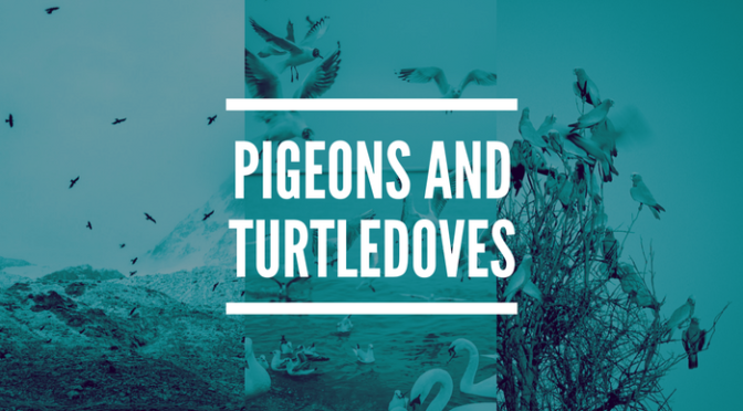 pigeons and turtledoves