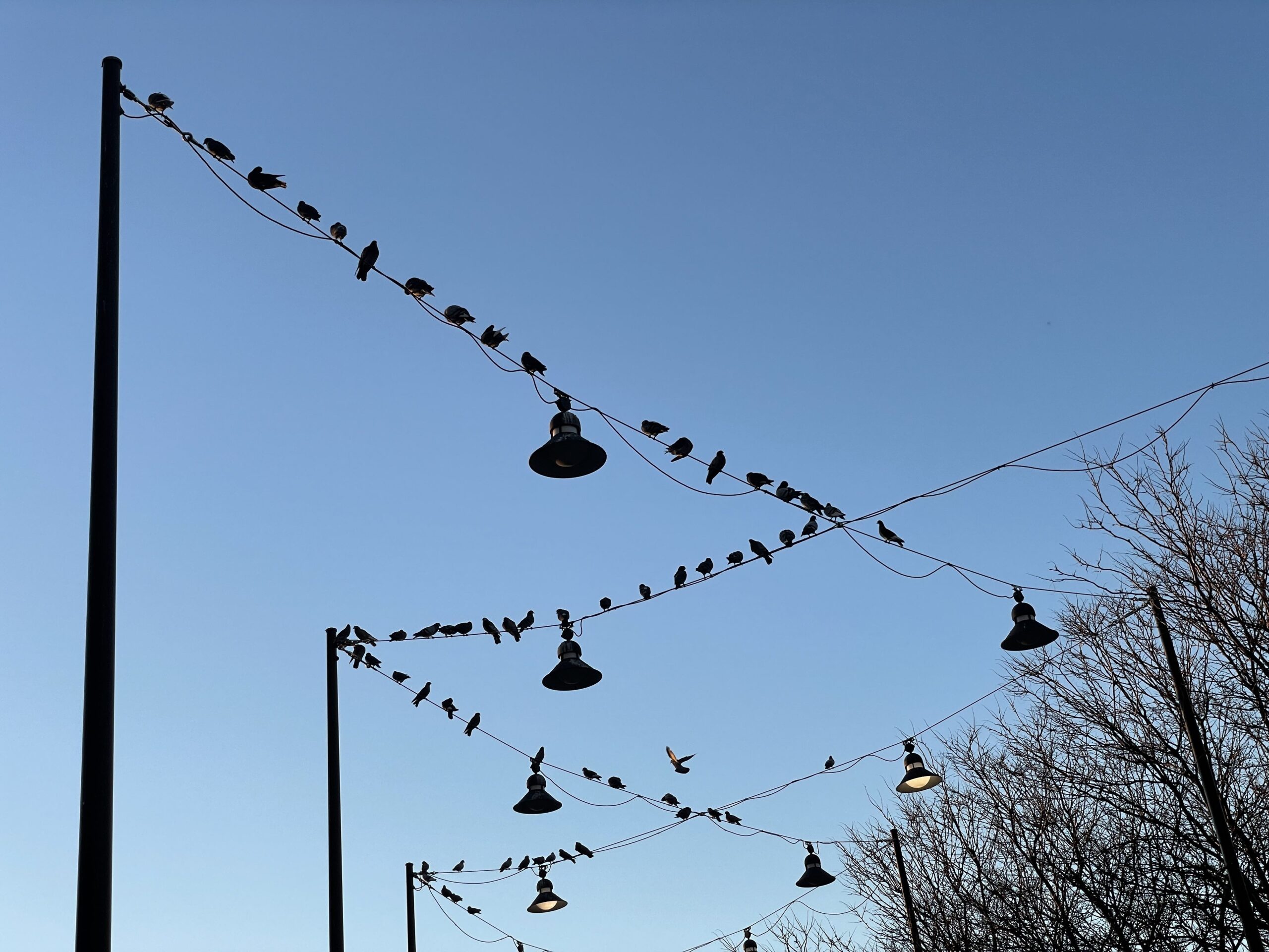 NYC pigeons on a wire