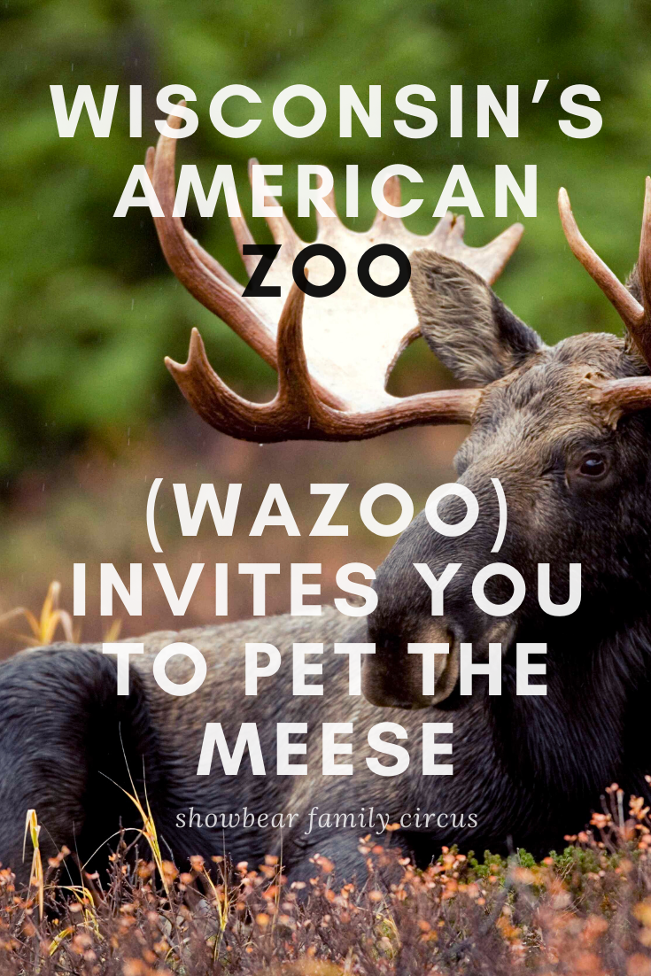 Wisconsin’s American Zoo (WAZoo) Invites you to pet the meese