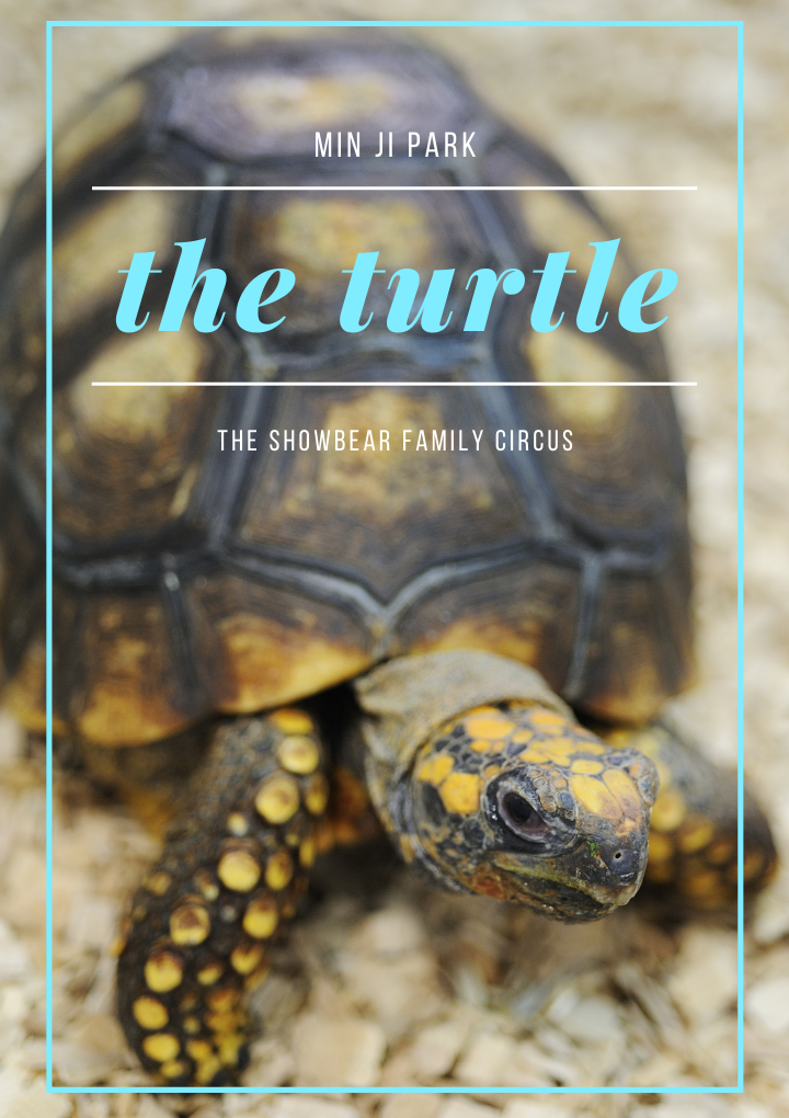 Min Ji Park. the turtle