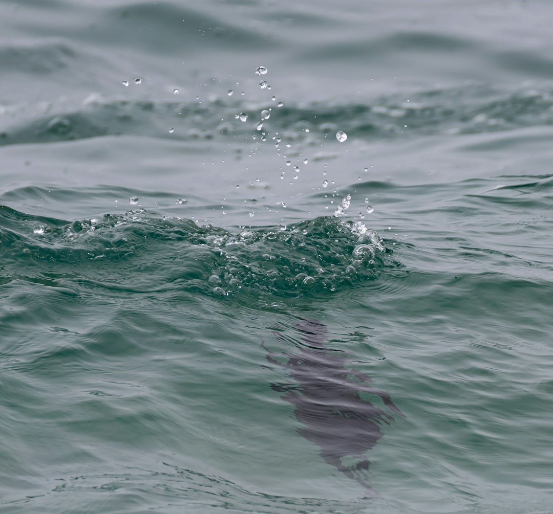 Cormorant upon the Styx